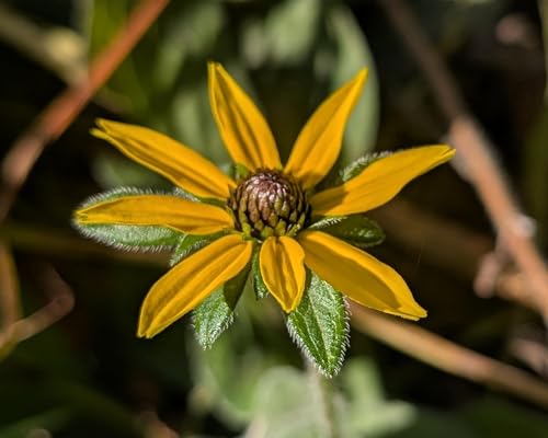 Episode 5 | Don't Throw in the Trowel