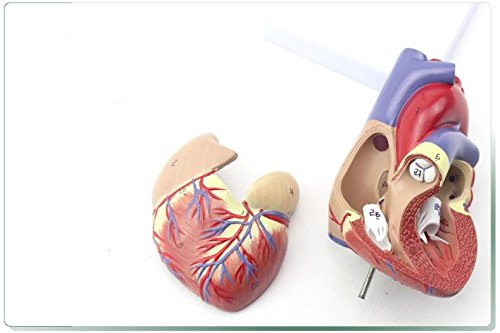 Genuine 1: 1 human heart model B-color ultrasound medical cardiology cardiac anatomy teaching model - Thumbnail 4