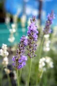 41EqXn9c53L._AC_UF350,