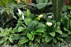Image of Peace Lily Natural Live Indoor Plant | Spathiphyllum Air Purifying Live Indoor Plant with Flower Pot