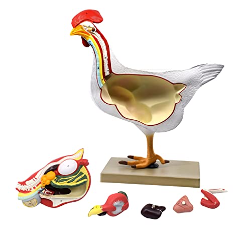 Image of Chicken Hen Anatomy Model, 6 Parts - Life Size Cross Section - Hand Painted - Designed by Veterinary Professionals - Eisco Labs