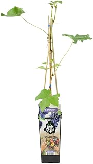 Bloomique - Vitis Vinifera 'Boskoop Glory' - Traubenpflanze - Blaue Trauben - Obstpflanzen - Gartenpflanzen - Winterhart - ⌀14 cm - Höhe 60-70 cm product image