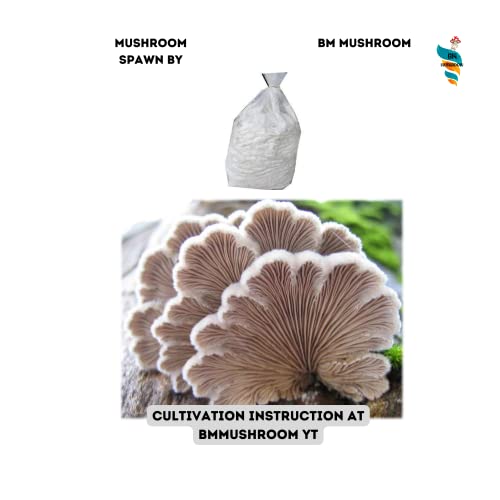 BM Mushrooms Schizophyllum commune Spawn 400gm
