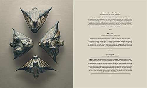 The Hidden Beauty Of Seeds & Fruits: The Botanical Photography Of Levon Biss #TOP1