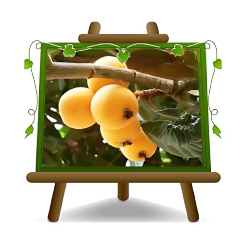 Níspero de Japón plantas frutales antiguas en maceta de un jarrón de 20 – Árbol máx. 80 cm – 2 años cultivo Italia