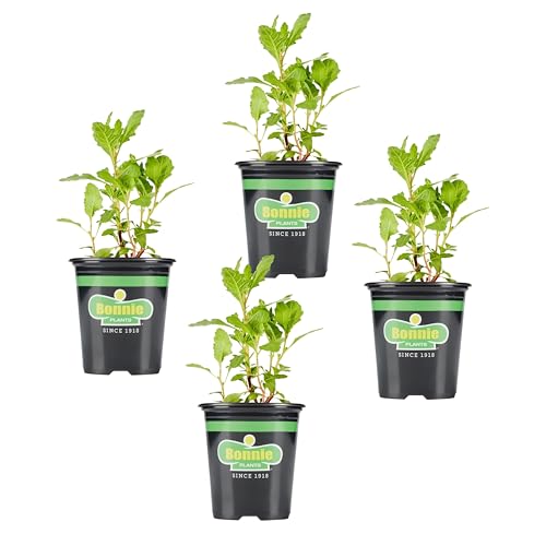 Bonnie Plants Epazote Live Plant 19.3oz. 4-Pack