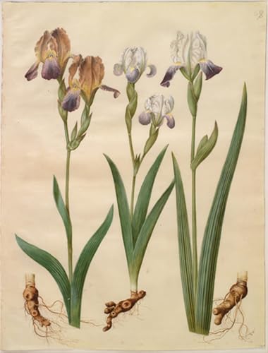 Tableau Iris Sambucina Holtzbecker 60x90cm de style nordique pour déco de chambre