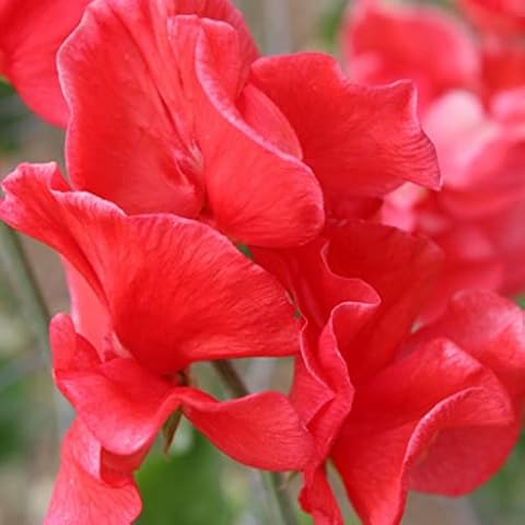 Sweet Pea Seeds Flower Garden Grow sow David Unwin Cover
