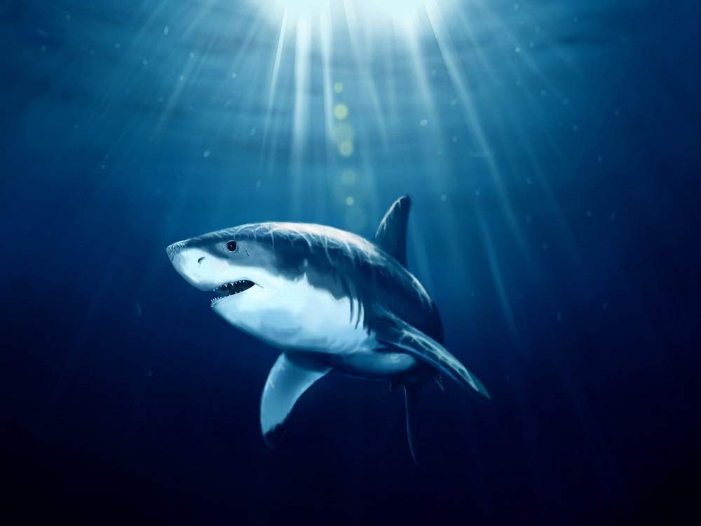 Yscolor White Shark New Diy 5D Diamond Painting Set Embroidery Rhinestones Cross Stitch Resin Craft Home Decor 11.8X15.8 In/30X40cm