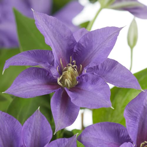 YouGarden Patio Clematis Olympia Boulevard Established Plant in 10.5cm Pot Purple Clematis Garden Ready Climbing Plant for Gardens and Patios