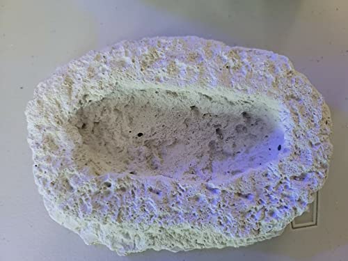 Image of Clam & Anemone Cradle - Holds Clams UP! - USA Reef Aquatics (White)