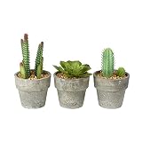 Encantadoras plantas de cactus artificiales en miniatura en macetas grises.