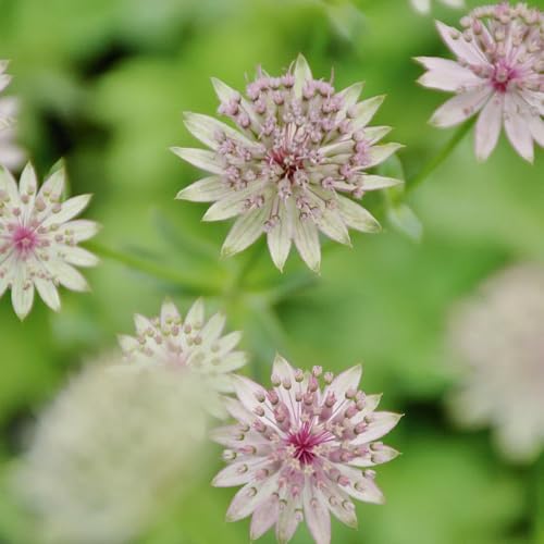 semi resistenti dell'ombrella stella, rustiche per giardino, resistenti di ombrella stellata, balcone, regali da giardino le donne 20pcs