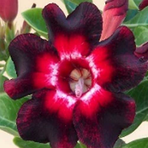 Growing Adenium Desert Rose Indoors 17 Point Comprehensive Guide