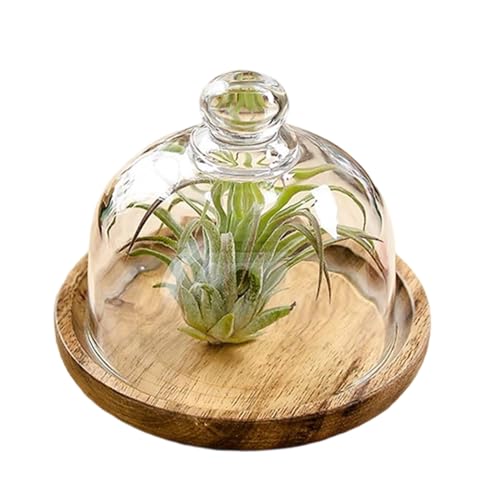 Supporto per Torta,Alzata per Dolci con Coperchio a Cupola in Legno - Vassoio da Servizio in Legno Decorazioni per Compleanno Matrimonio Dessert Cupcake Biscotti Frutta