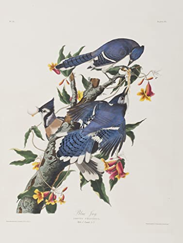 Poster oiseaux d'Amérique John Audubon peinture affiche déco 60x90