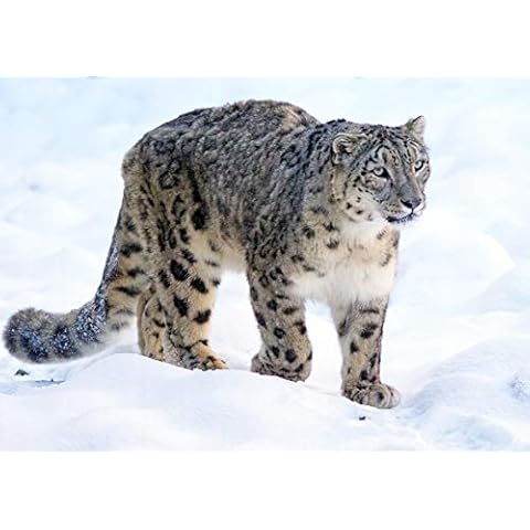 Snow Leopard Landscape Blank Greeting Card Cover