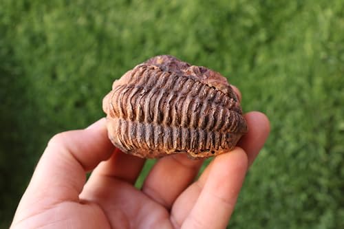 Image of Calymene Trilobite Flexicalymene Trilobite Ordovician Fossil Trilobites A218