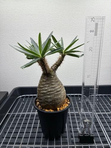 塊根植物 グラキリス」の人気商品一覧・価格比較 - 価格.com