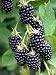 Blackberry Plants "Natchez" Price Includes Four (4) Plants
