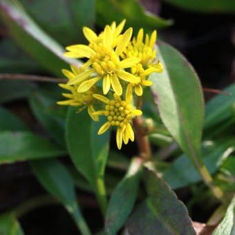 Amazon Co Jp 八丈秋のキリンソウ Diy 工具 ガーデン