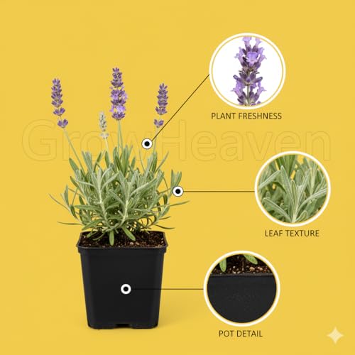 Image of Rare & Beautiful Lavender Live Plant for Home Gardening | Healthy Aromatic Flowering Plant for Indoor Outdoor Balcony & Rooftop (Pack of 1)