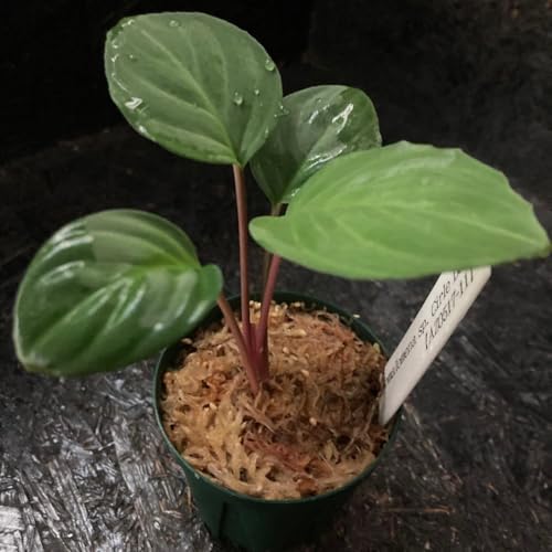 Homalomena sp. "circle leaf " AZ0517-11