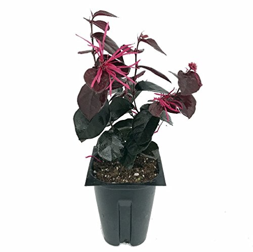 Jazz Hands Bold® Chinese Fringe Flower - 4' Pot - Loropetalum - Proven Winners