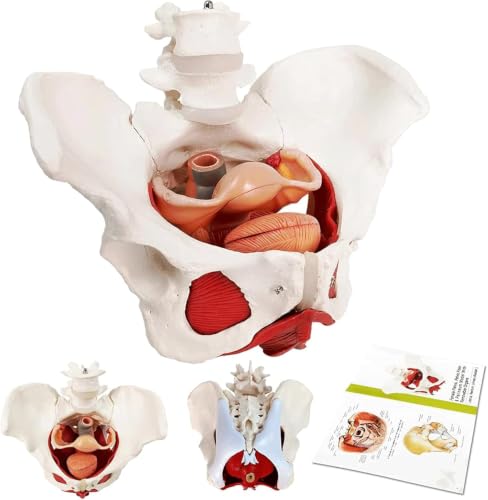 Modelo de pelvis femenina con órganos extraíbles para resolver dudas anatómicas en clase 4