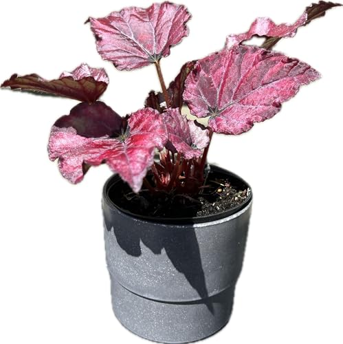 Generic Red Rex Begonia Live Plant in 4 Inch Gray