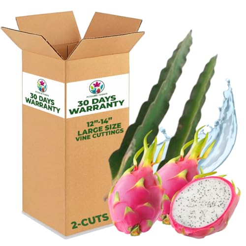 Rosand Farms - White Dragon Fruit Live Rooted Vine Cuttings