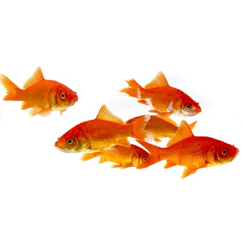 Toledo Goldfish Classic Comet Goldfish: Live Goldfish with a Variety of Sizes for Ponds, Tanks, and Aquariums - 3-4 Inches, 5 Count