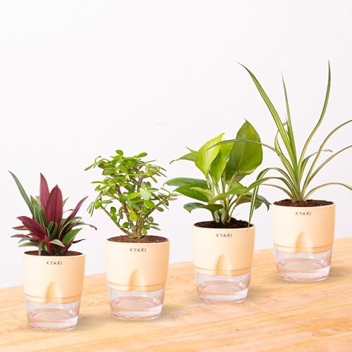 Kyari Combo of 4 Indoor Plants - Jade, Spider, Oyster (Rhoeo), Go...