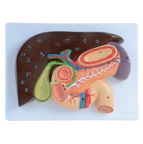 Modèle anatomique foie AMITD pour comprendre le pancréas - 2