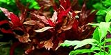 The plant has a compact form of growth and the stalk does not grow as strong as other Alternanthera.