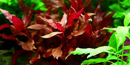 Alternanthera reineckii Rosanervig - x1 Mazzo - - Pianta Acquario Vivo