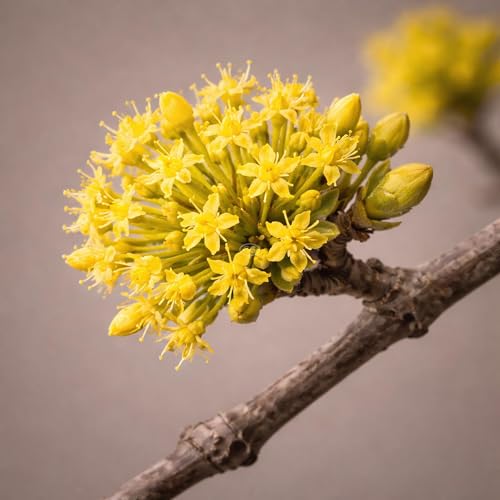 Classy Groundcovers: Cornelian Cherry Dogwood 'Golden Glory', 3-Gallon Pot
