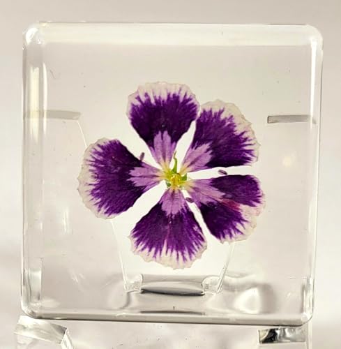 Image of 38mm Real Purple Geranium Flower in Crystal Clear Lucite Resin Specimen Botanist Herb Herbarium Crafts Collection for Botany Science Education & Desk Ornament Display Small Paperweight