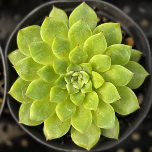 tH_̃X 7.5cm|bg A GPxA Echeveria Y  ϗtA CeAO[ 񂹐A ke 1{ 1