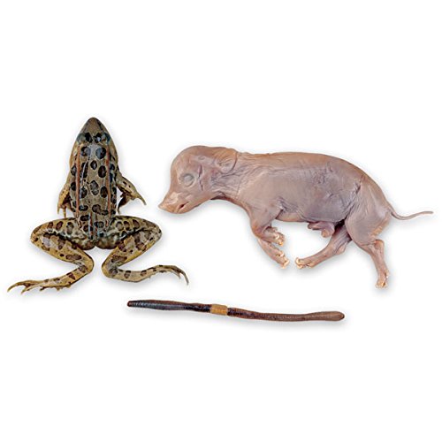 Student Dissection Kit (Frog, Worm, Pig) - Thumbnail 5