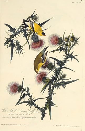 Cuadro mural El Jilguero de Audubon en lienzo premium SERENDIPITP