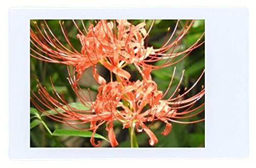 Fujifilm Instax Mini Instant Film 2 Pack = 20 Sheets (White) For Fujifilm Mini 8 & Mini 9 Cameras, Model:4332059078 #TOP1