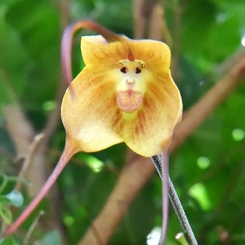 100 Stück Gelbe Affenorchideen Blumensamen.