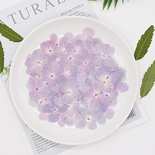 Exasinine 60 Stück getrocknete Hortensienblütenblätter, Natürliche Blütenblätter, DIY Handwerk, Fotorahmen, Aufkleber, Nagelkunst, Duftkerzen, handgemachte Seife, Lila, Trockenblumen, Hydrangea