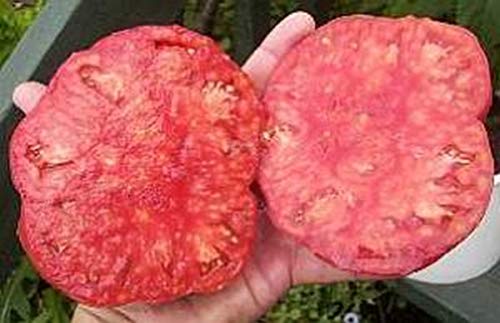 SOLDACKI TOMATO SEEDS -A Good Mix of Sweetness, Tartness and