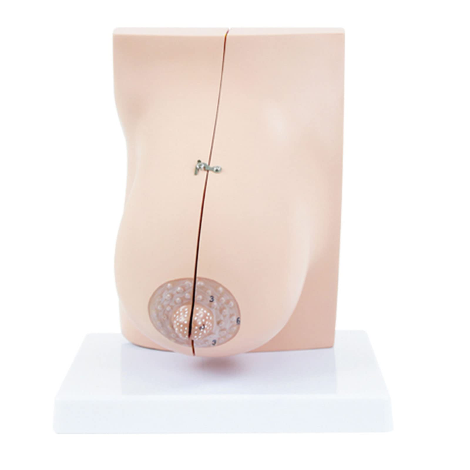 Modelo de Estudio 1pc Modelo Anatómico Femenino de Lactancia Anatomía Suministros y Equipos de Aprendizaje Herramienta