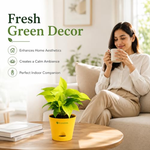 Image of Golden Money Plant Indoor Live Plant with Self Watering Pot | Lucky Vastu Air Purifying Houseplant for Home, Office, Living Room, Balcony & Home Decor Gift