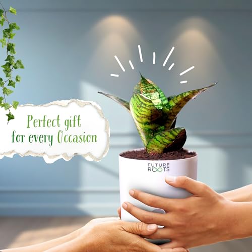 Image of Future Roots Live Snake Plant - Air Purifying Indoor Sansevieria Plant with Self Watering Pot | Low Maintenance Plant for Home, Kitchen, Living Room, Office Desk, Bedroom