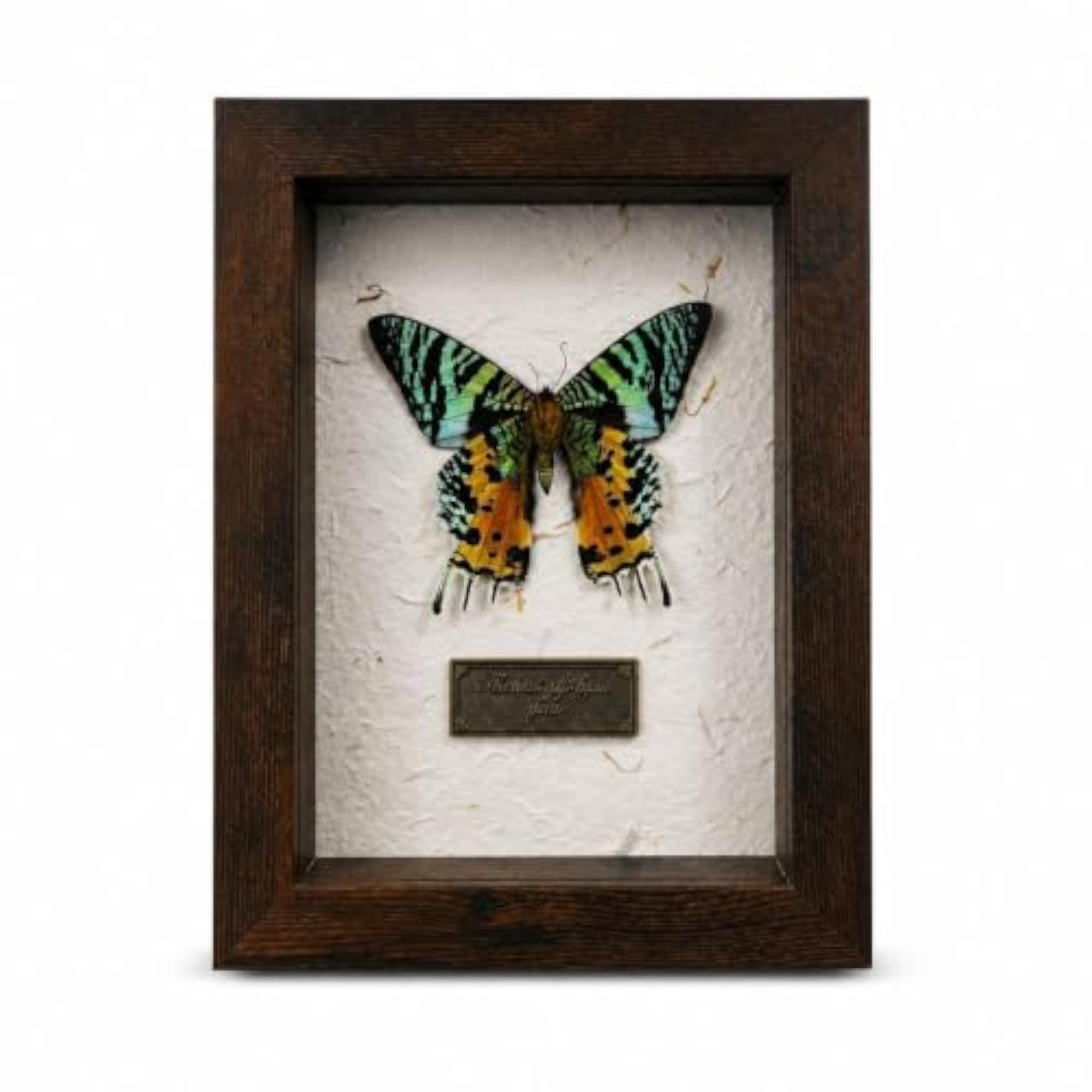 Vintage 3D Deep Shadow Box Frame for Insect Specimen Display