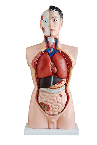 Human 85cm Male Torso Anatomical Model Skeleton Life Size - Medical Anatomy Can Be Dissected Into 19 Parts